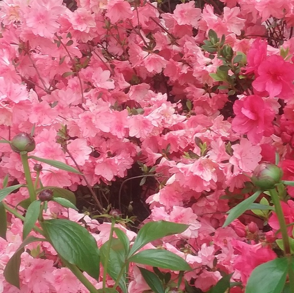 Meet your Posher, Dee - Picture 1 of 1